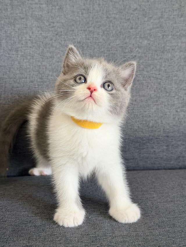 น้องแมวบริติชสก็อตติชโฟล์ด