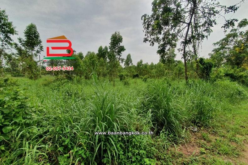 ที่ดินเปล่า ตำบลท่าบุญมี (สี่แยกเกาะโพธิ์) เนื้อที่ 71-0-22 ไร่ (ใกล้อ่างเก็บน้ำคลองหลวงรัชชโลทร) ตำบลท่าบุญมี อำเภอเกาะจันทร์ จังหวัดชลบุรี 5