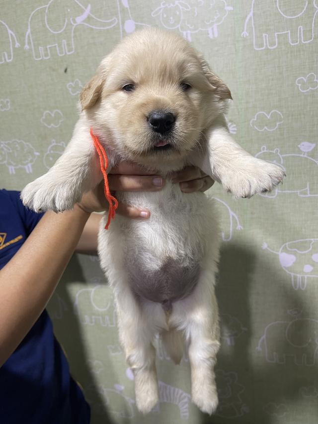 โกลเด้นรีทีฟเวอร์แท้ 7