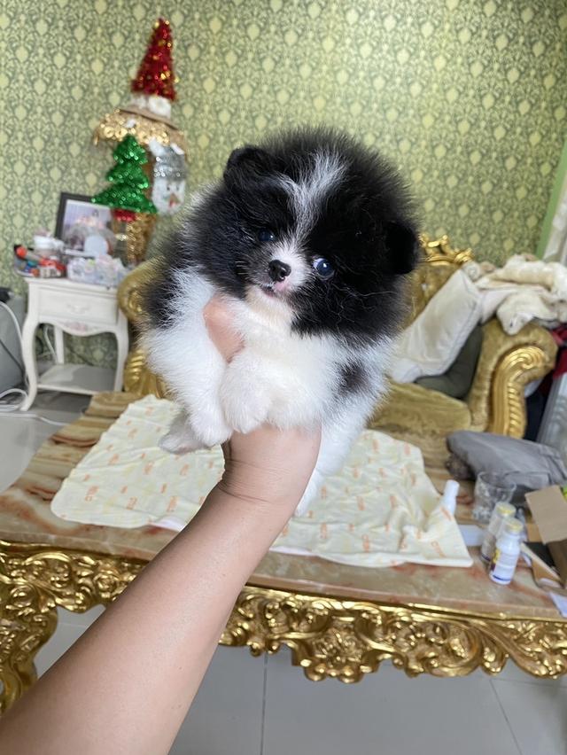 ปอมปอมแท้ อายุ2เดือน ส่วทั่วประเทศ