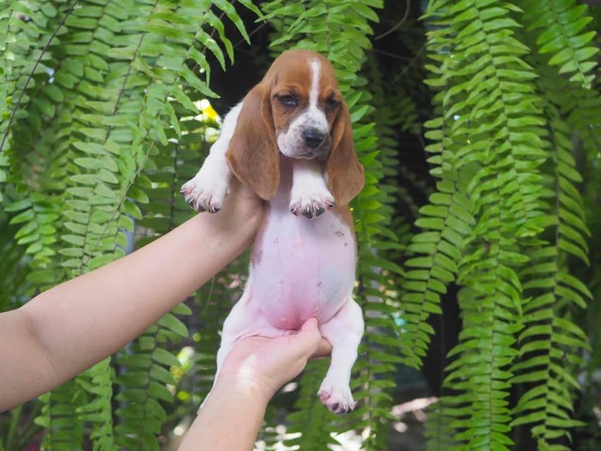 ขายลูกสุนัข Basset Hound