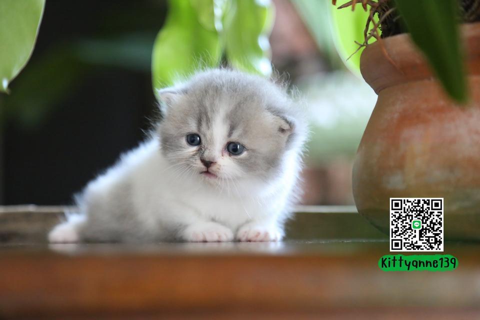 แมวเปอร์เซียผสมบริติช รูปย่อยที่ 4