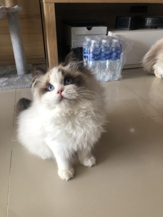 แมวแร็ดอล เด็กผู้หญิง 3เดือนกว่า พร้อมย้ายมาดูตัวได้