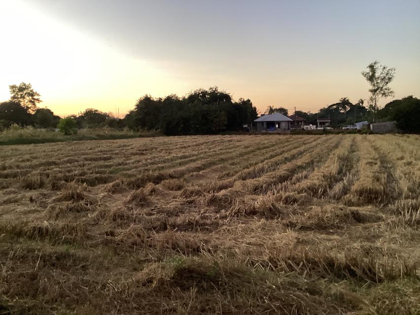 ขายที่ดินติดโครงการจัดสรรในเมืองนครพนม 8