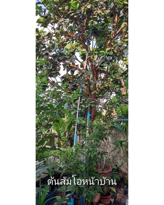 บ้านเดี่ยวพร้อมที่ดิน เจ้าของขายเอง ราคาถูกต้องการขายด่วน 14