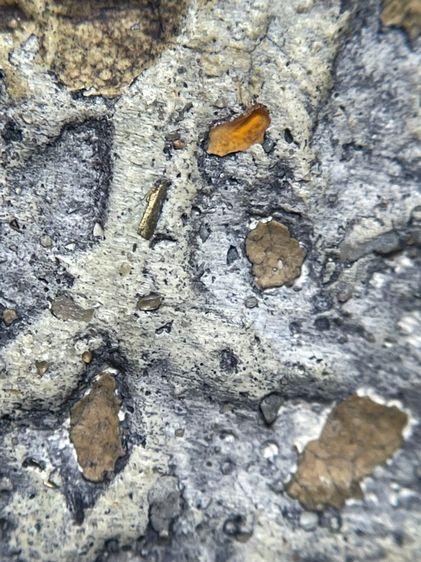 พระสมเด็จ วัดระฆัง 9