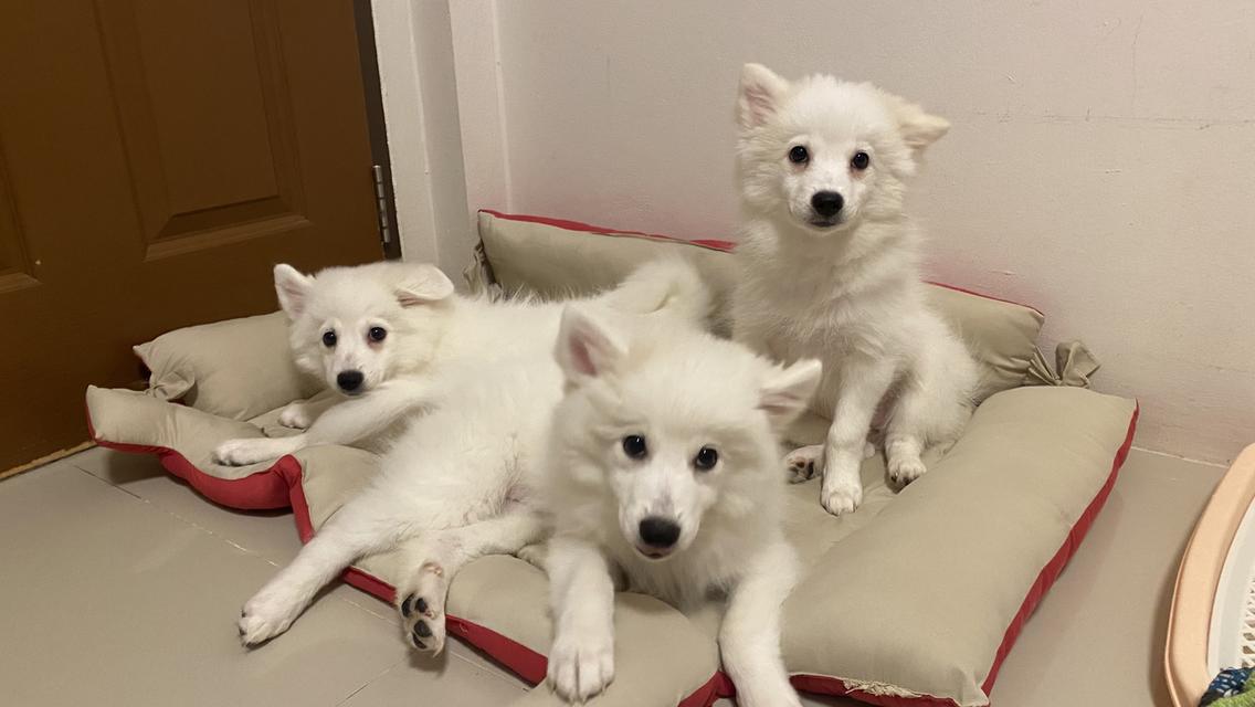 Japanese Spitz
