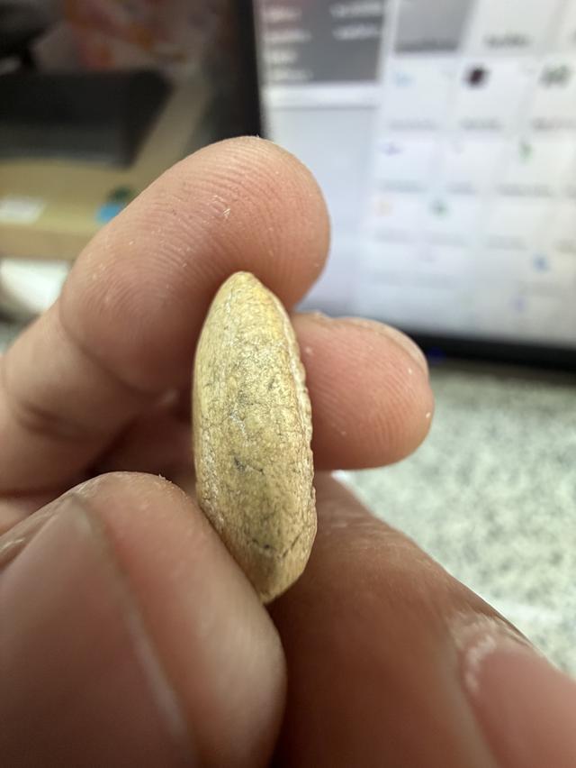 กรุวัดพลับ พิมพ์ไม่สมบูรณ์ แต่เนื้อจัดจ้านมาก รูปที่ 2