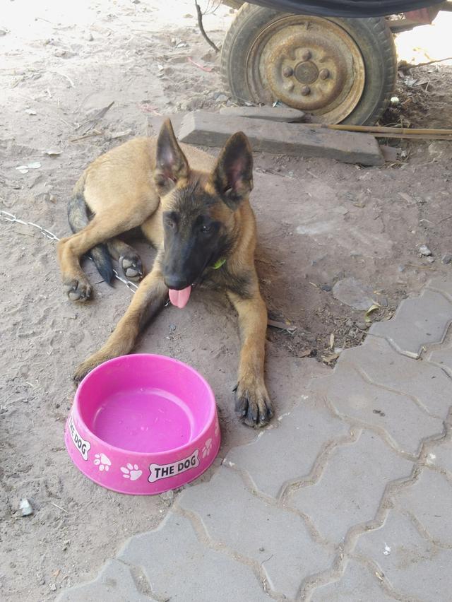 สุนัข พันธุ์เบลเยี่ยม มาลินอยส์ 5