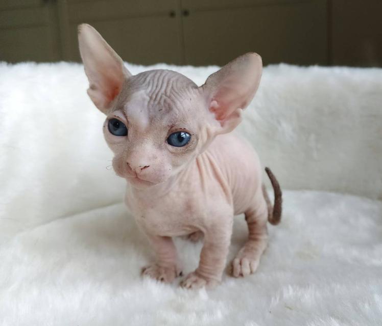 6.แมวแบมบิโน่ เพศผู้ Bambino Cat Male รูปที่ 6