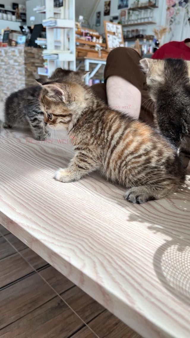 แมวสก๊อตติชโฟลด์ เพศเมีย รูปที่ 7