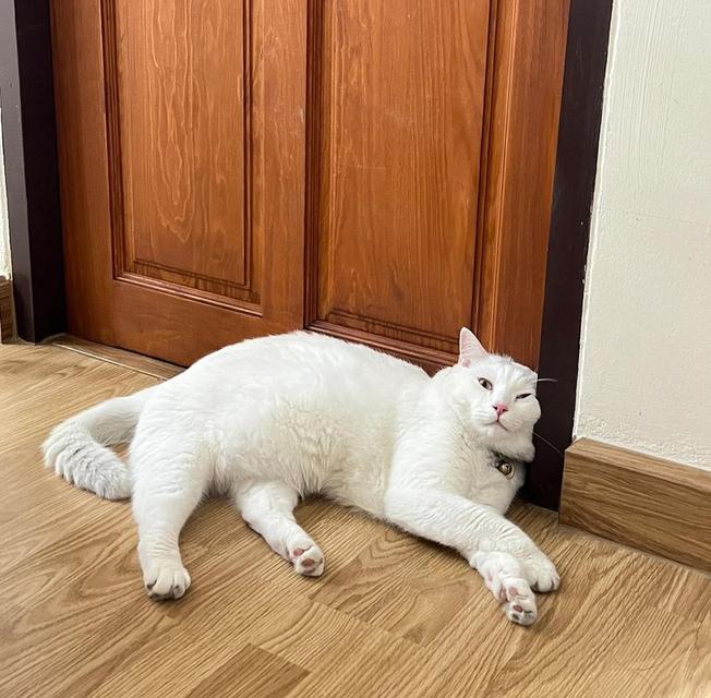 ขายแมวขาวมณี มีนิสัยขี้อ้อน 3
