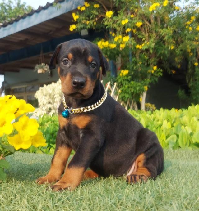 🐕‍🦺 Doberman 🐕‍🦺 ฉลาดมากๆ  6