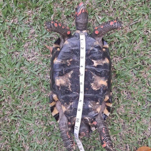 ผมคือเต่าเชอรี่เฮดหัวแดงหล่อๆ 4