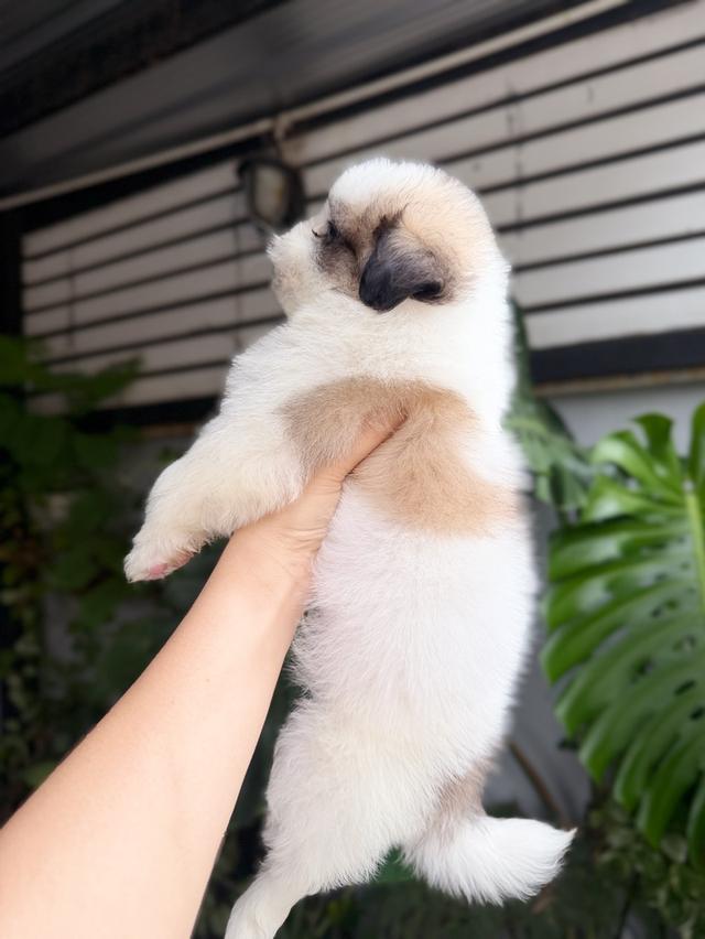 ชิสุผสมปอม เพศชาย พิกัดรามอินทรา 9