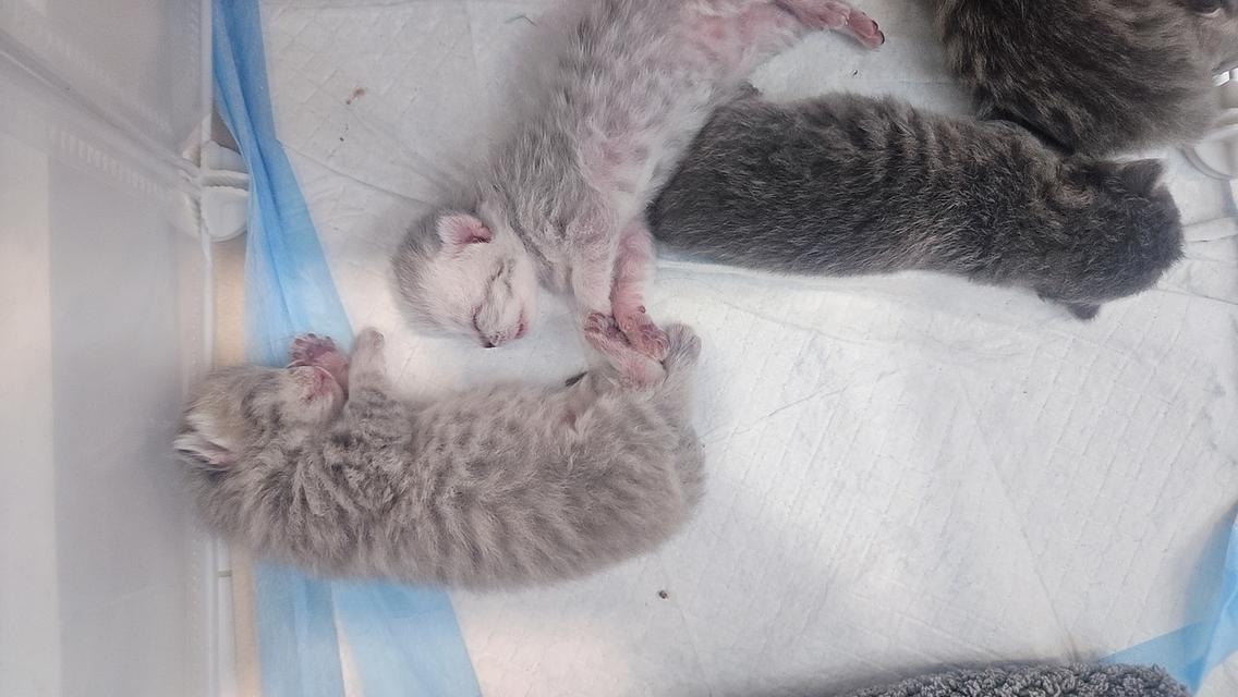 Scottish Fold สก็อตติชโฟลด์ แท้