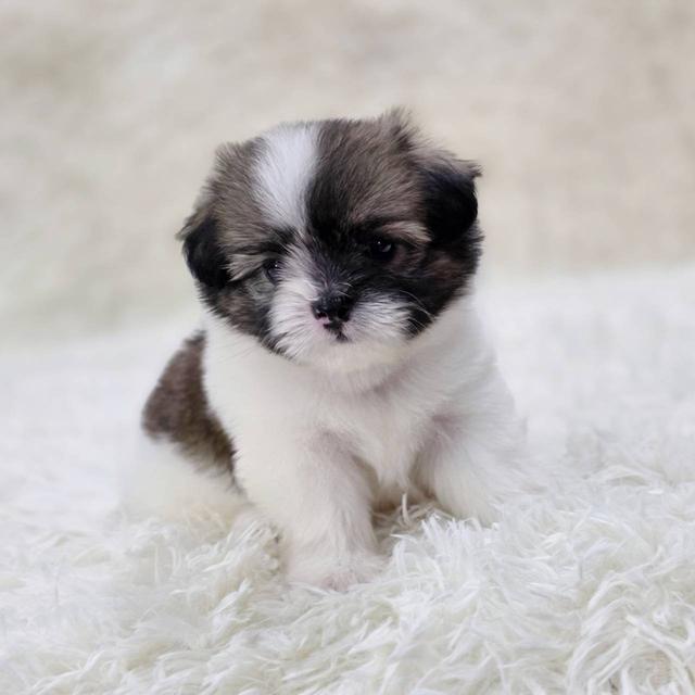 ชิสุผสมปอม เพศเมีย พร้อมย้ายบ้าน 6