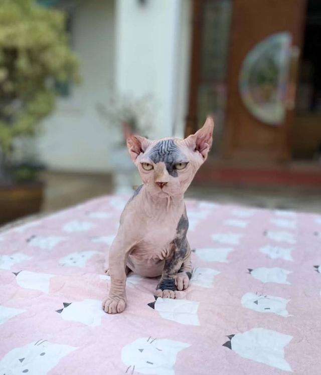 3.แมวดเวล เพศเมีย Dwelf Cat Female รูปที่ 3