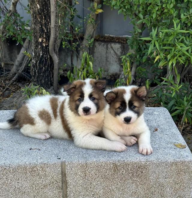Thai Bangkaew Puppies WhatsApp me : +66 63 826 3042 รูปย่อยที่ 3