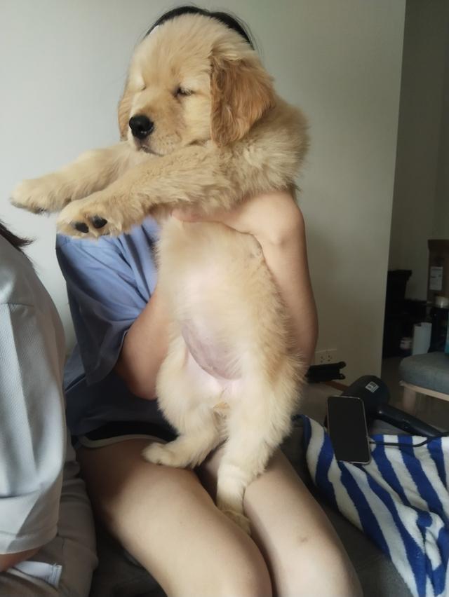 สุนัขโกลเดินริทรีฟเวอร์ 6