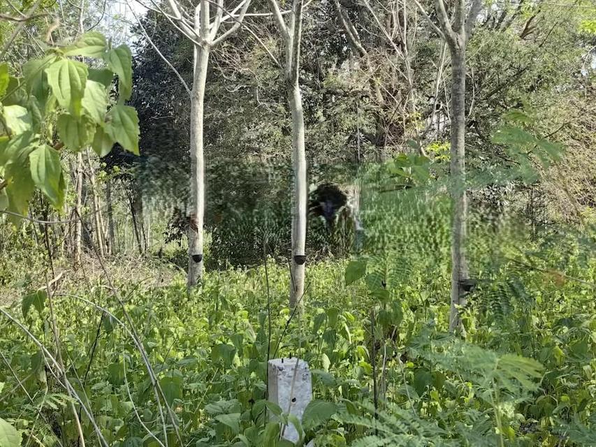 ที่ดินเปล่า 10 ไร่ ที่วังหมี วังน้ำเขียว 6