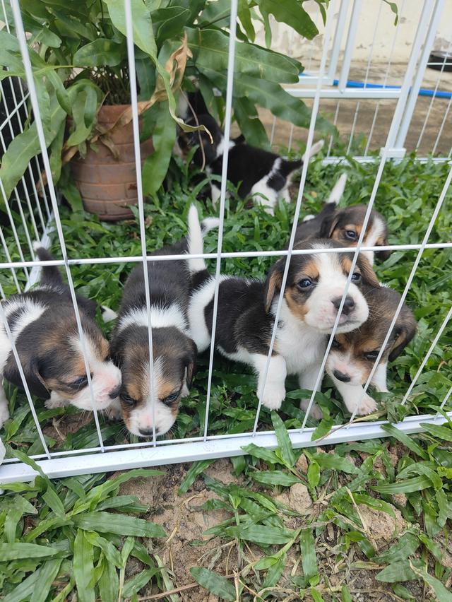 บีเกิ้ลแท้ ไซส์13-15" พิกัดอำเภอเมืองเพชรบุรี