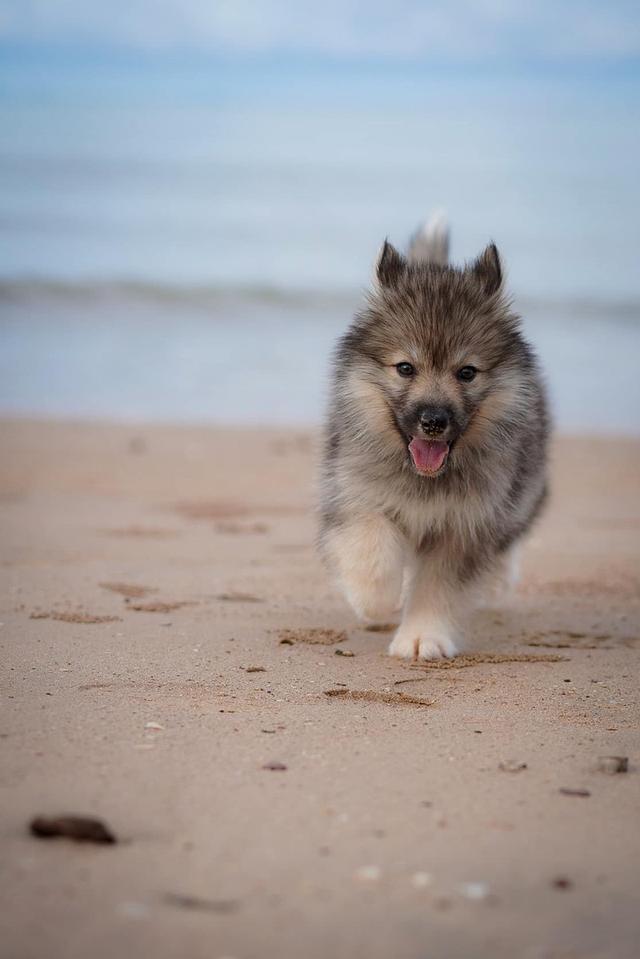 ไซบีเรียนฮัสกี้ Siberian Husky  1