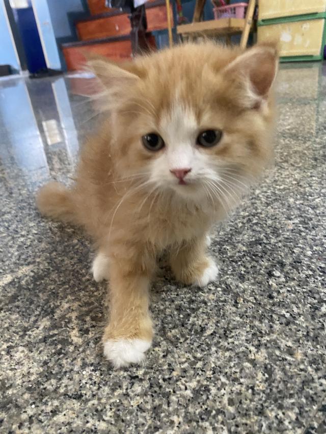 ลูกแมวเปอร์เซียผสมไทย 3 เดือน 1