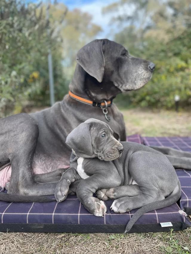 Great Dane Puppies | WhatsApp me : +66 63 826 3042