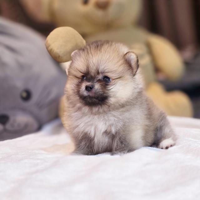 ปอมทีคัพน้องเชอเบลเพศหญิงสาวน้อยน่ารักมาก