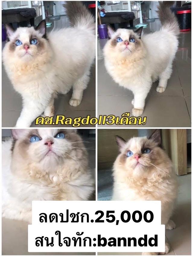 แมว รวมแร็กดอล บริติช ทันช์กิ้น สก๊อติช ลดประชากร พาราเบาทุกคน รูปที่ 2