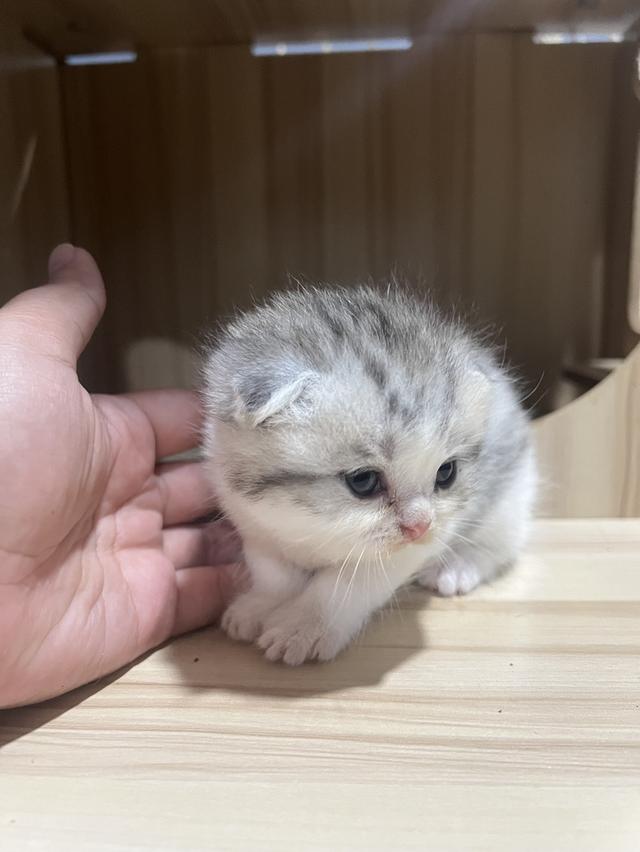 Scottish fold cat พร้อมให้จุ๊บแล้วค่า รูปที่ 2