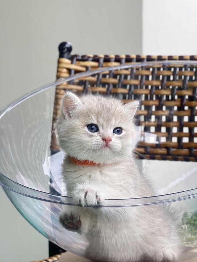 ดช.บริติช❌ได้บ้าน