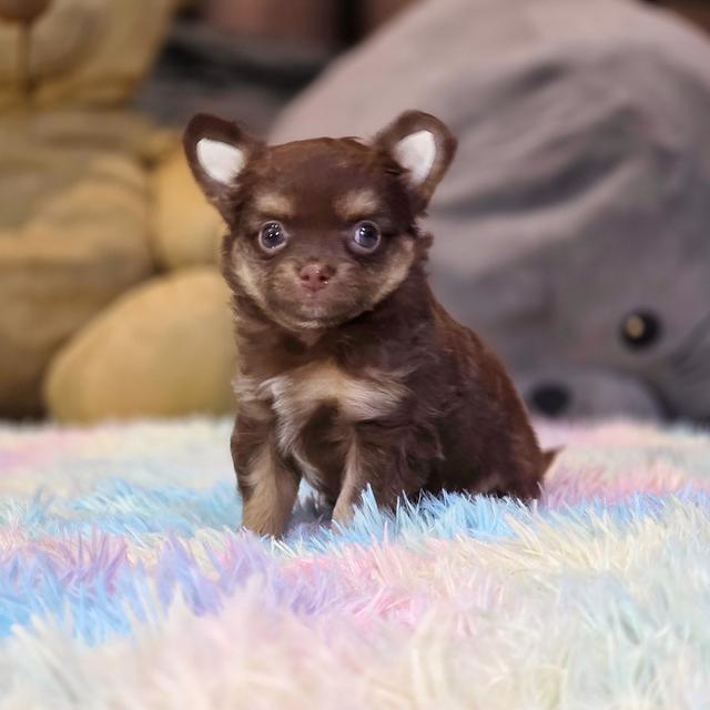 Chihuahuaขนยาวสีช็อค 4