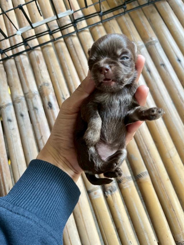 ชิวาวาสีช็อกโกแลตแทน