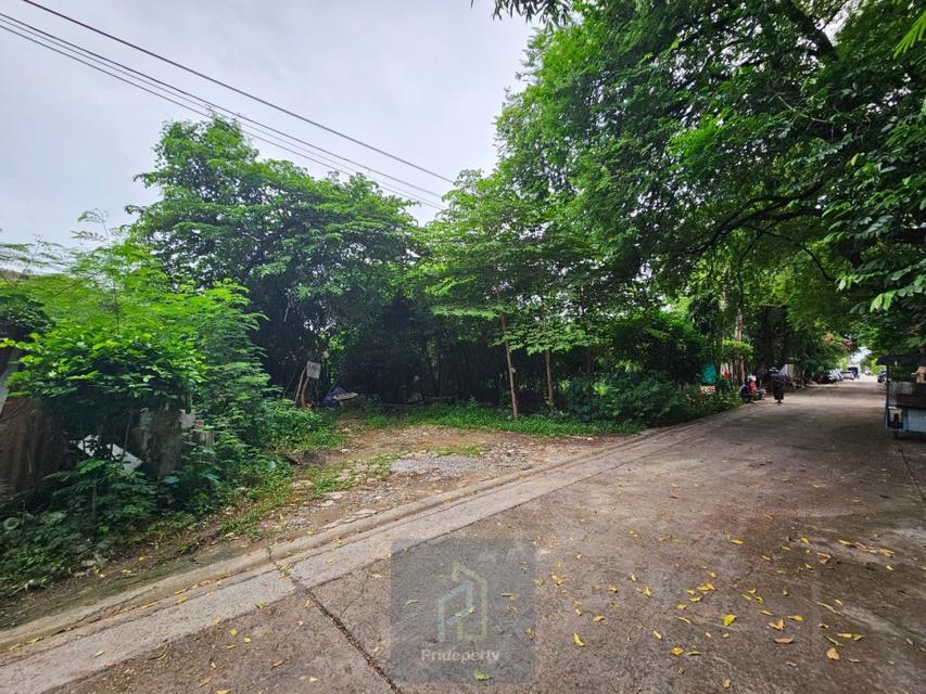 ขาย ที่ดินเปล่า 145 ตร.วา ซ.ปุณณวิถี 43 สุขุมวิท 101 ถนนกว้าง แปลงสี่เหลี่ยม