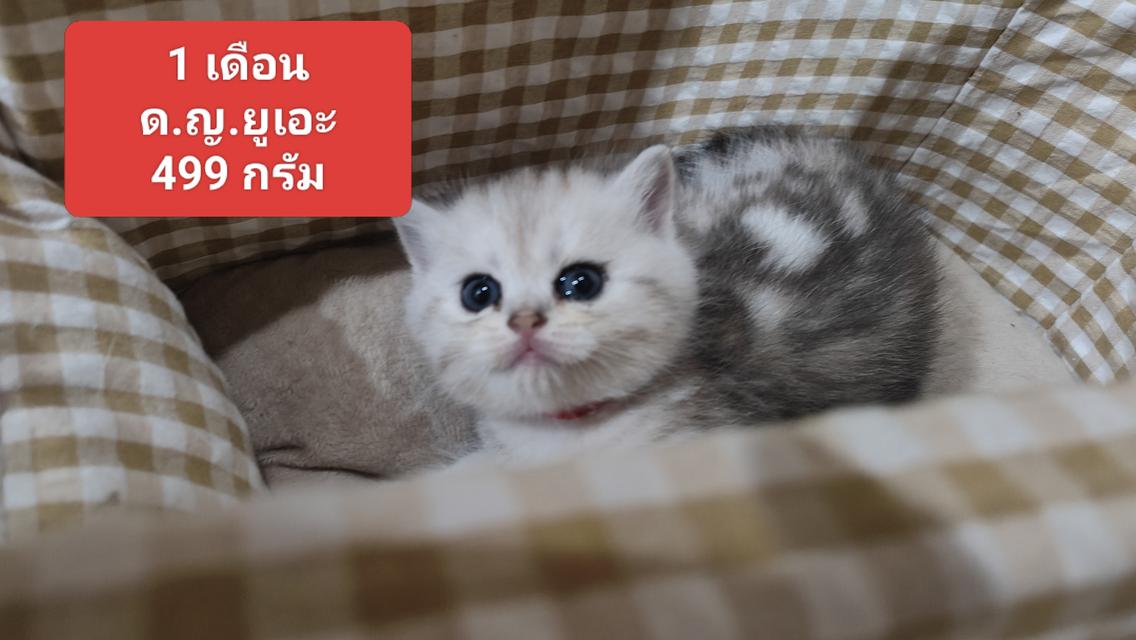 Scottish Fold (girl)