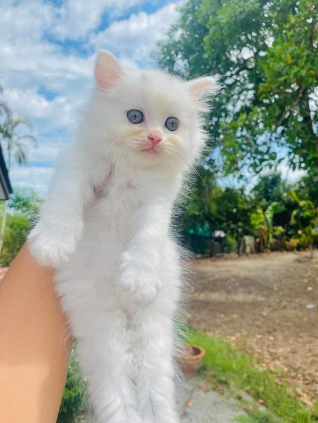 น้องแมวเปอร์เซียสีขาว 2