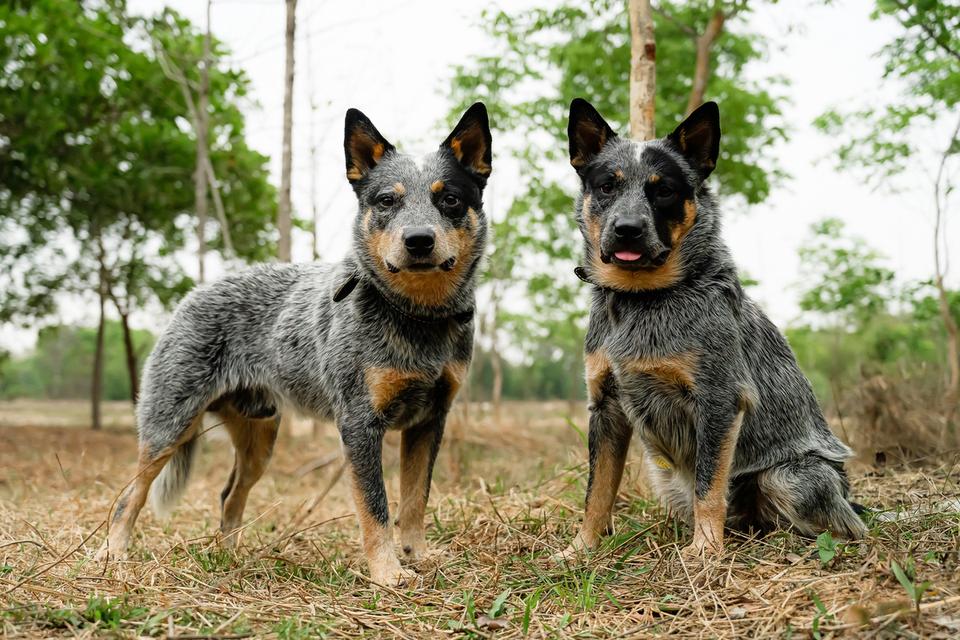 Australian Cattle dog