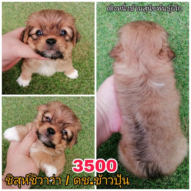 ชิสุห์ปอม ชิสุห์ชิวาว่า ชิสุห์พุดเดิ้ล พร้อมย้าย