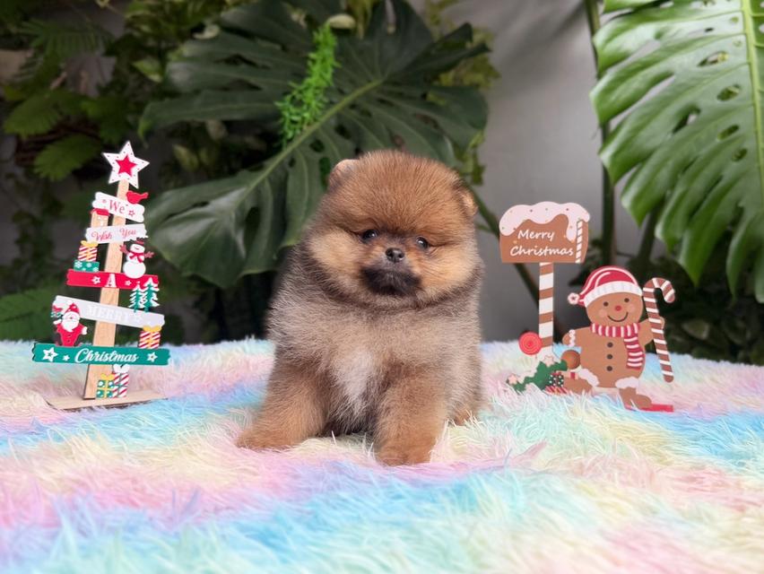 ปอมเมอเรเนียนแท้ เพศเมีย สีส้ม พิกัดรามอินทรา 5