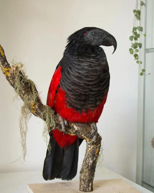 Dracula- Vulturine parrots ( Pesquet's parrot ) รูปที่ 2