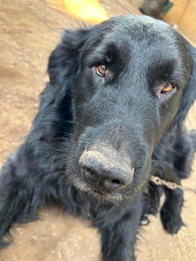 สุนัข Black Golden Retriever ตัวโต 4