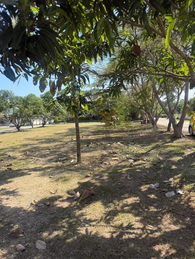 ขายที่ดินในตัวเมืองบางคล้าเนื้อที่ 4 ไร่ ติดถนน2ด้านซอยซ.ราษฎรอุทิศ หลังการประปา อ.บางคล้า จ.ฉะเชิงเทรา 3