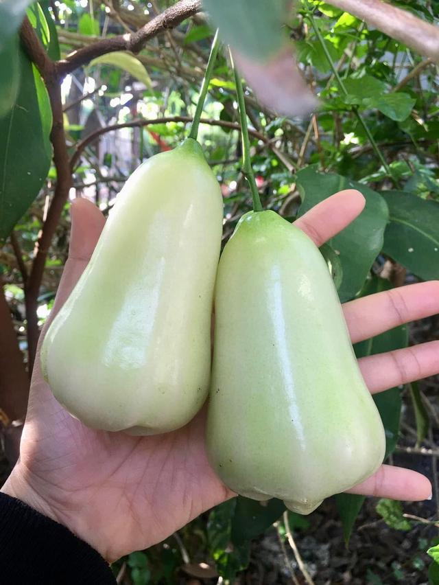 บ้านเดี่ยวพร้อมอยู่ หมู่บ้านเคซีสุวินทวงศ์2 11