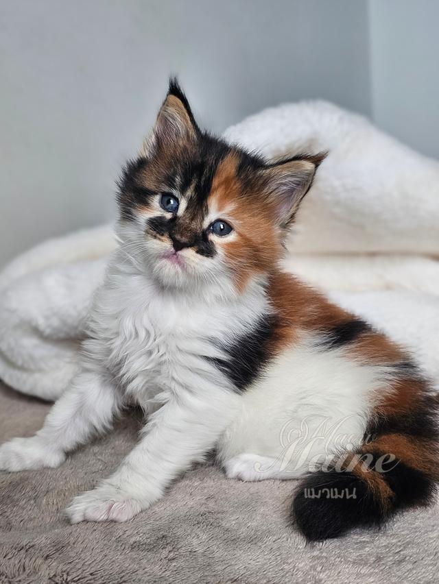 ลูกแมวเมนคูนแท้ เพศเมีย 4