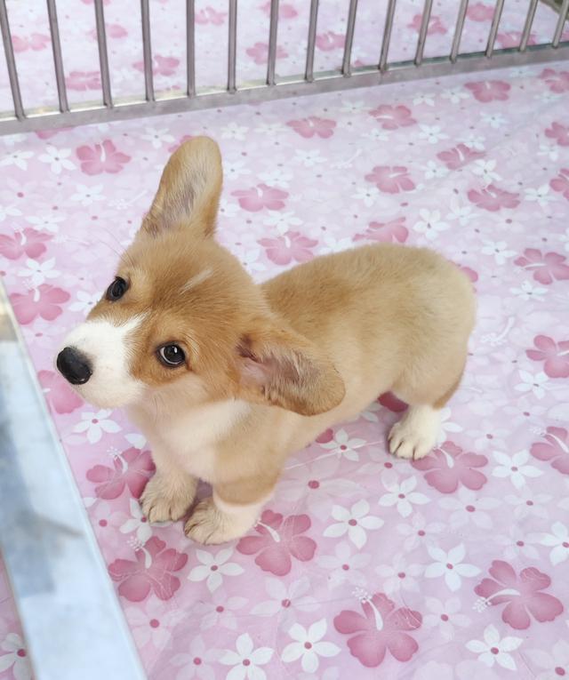 คอร์กี้ พร้อมย้ายบ้านครับ รูปย่อยที่ 3