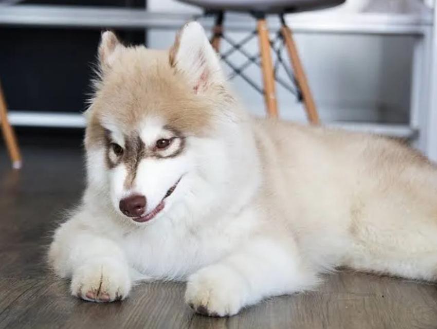  สุนัขไซบีเรียน ฮัสกี้  sable&white 🐶   1