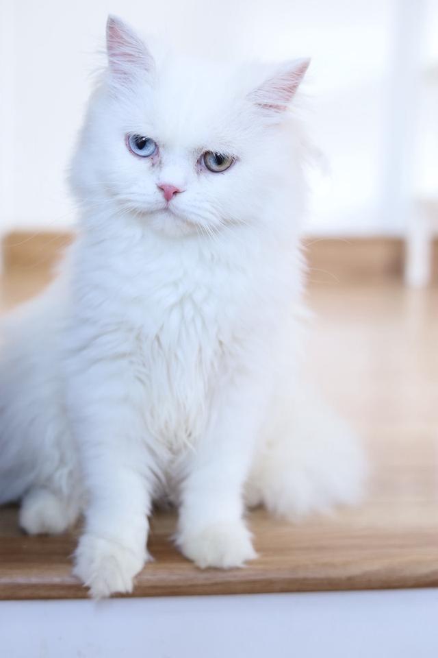 ขายแมวเปอร์เซียตาสองสีน่ารัก รูปที่ 7