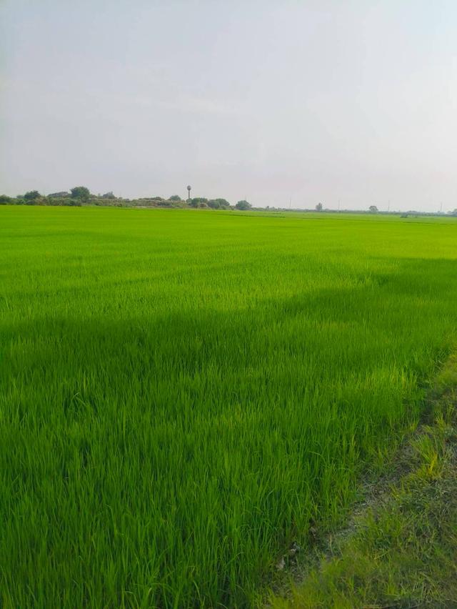 ขายที่เปล่า (ที่นา) จ. สุพรรณบุรี 5